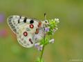 Parnassius apollo (Apollo)